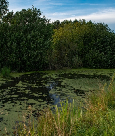 Comment entretenir sa mare ?