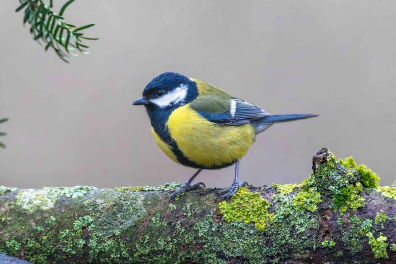Mésange sur un arbre