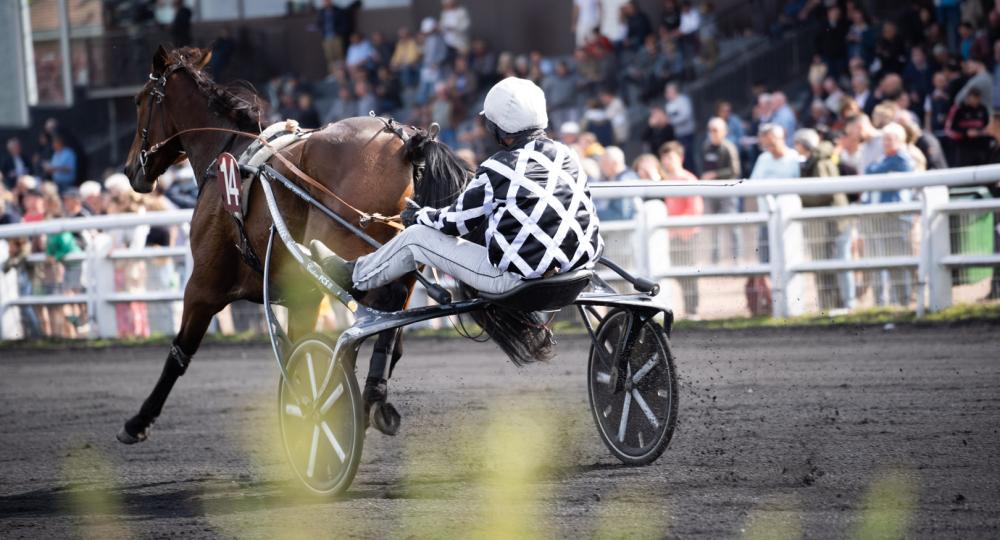 L'hippodrome du Croisé Laroche s'engage pour l'environnement et le bien-être animal