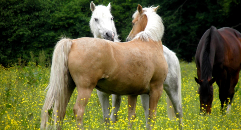 Le Haras du Manoir renouvelle sa labellisation EquuRES