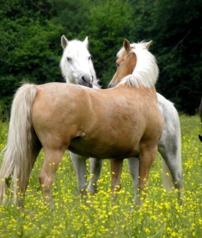 Le Haras du Manoir renouvelle sa labellisation EquuRES