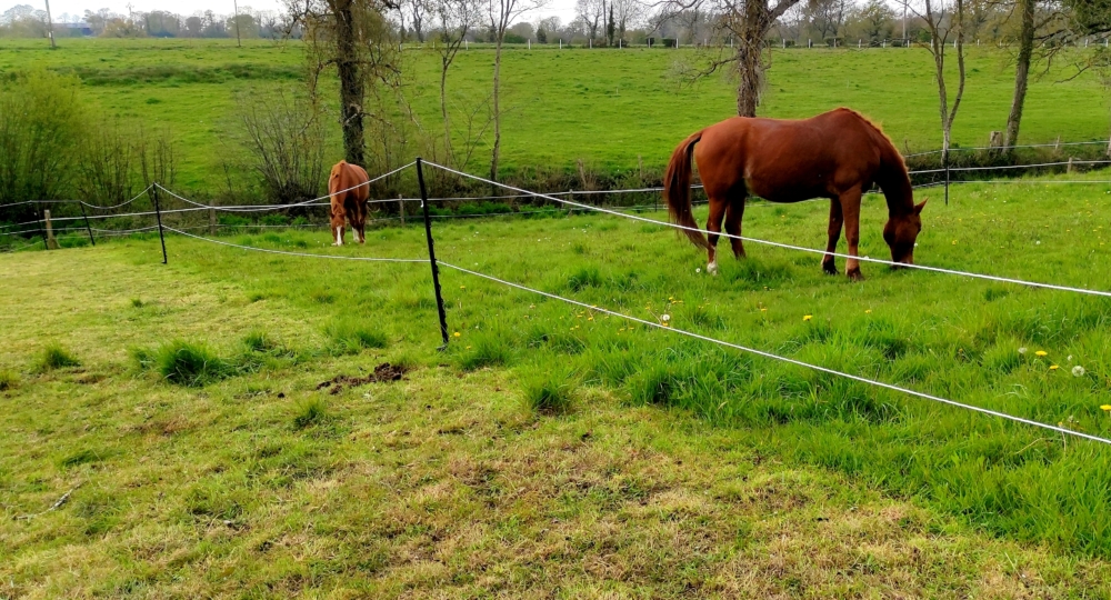 Qu’est-ce que le pâturage tournant et comment le mettre en place ?