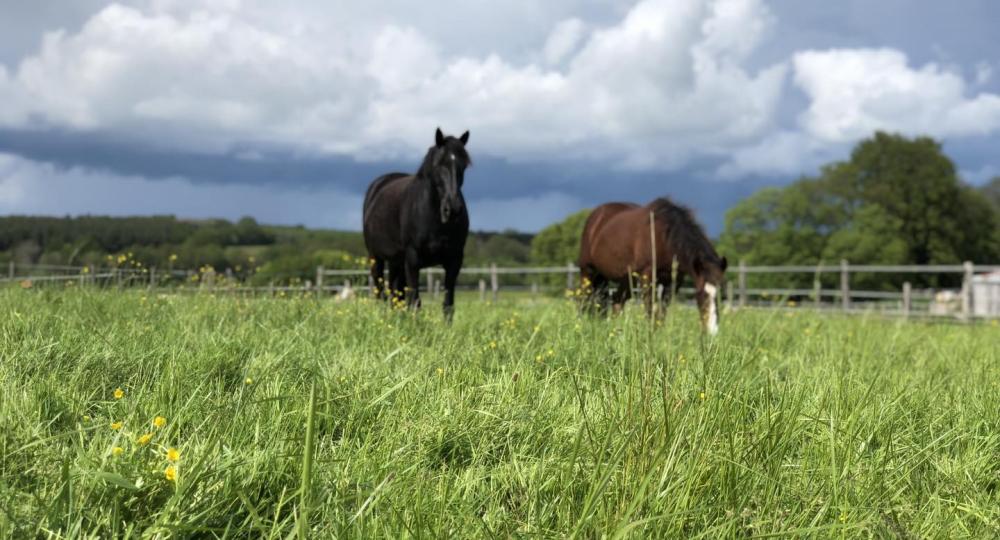 L'élevage de la Perle d'Or, dans la Sarthe, se labellise EquuRES à l'échelon Engagement