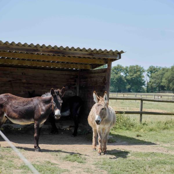 ânes et poney devant un abris dans un champs, site labellisé EquuRES