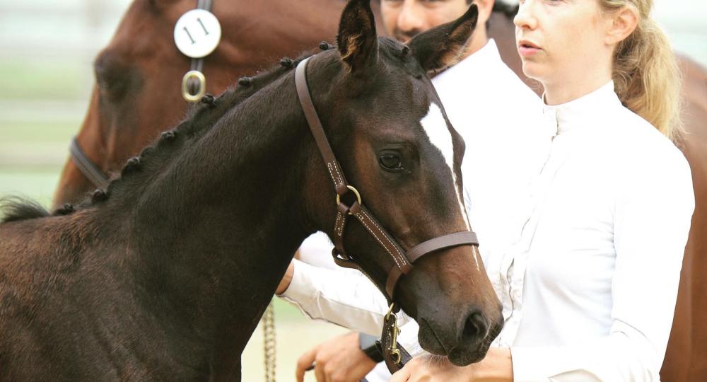 Le Haras de Blancastel, dans le Calvados, renouvelle sa labellisation EquuRES !