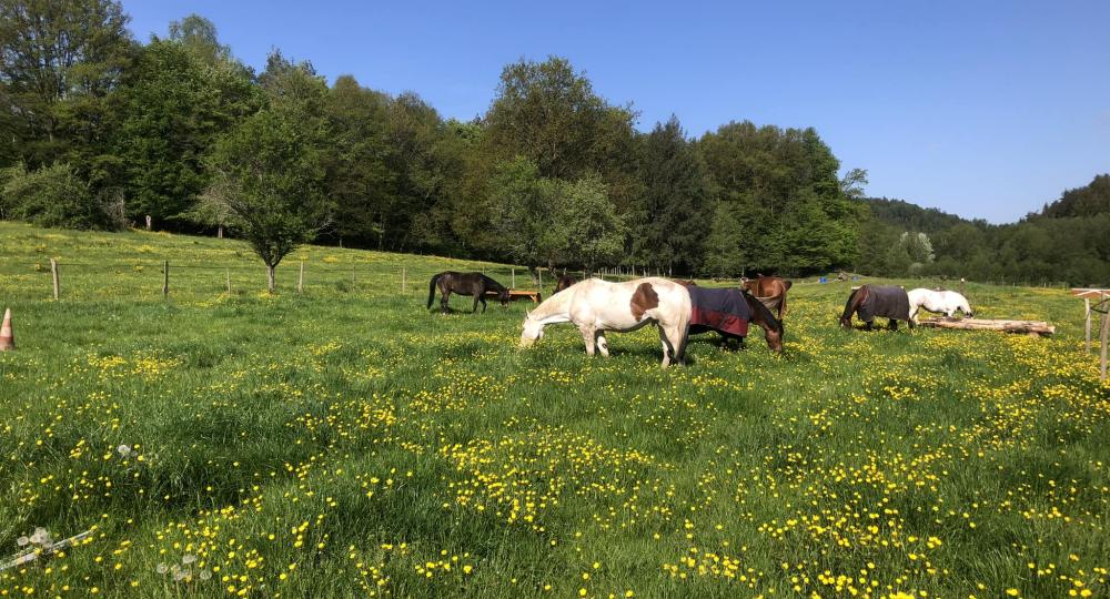 Le Domaine du Pferdstal, dans le Bas-Rhin, est labellisé EquuRES à l'échelon Engagement !