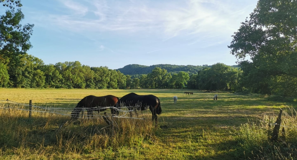 L'écurie de la Roche Volvic, dans le Puy de Dôme, labellisée EquuRES