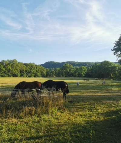 L'écurie de la Roche Volvic, dans le Puy de Dôme, labellisée EquuRES