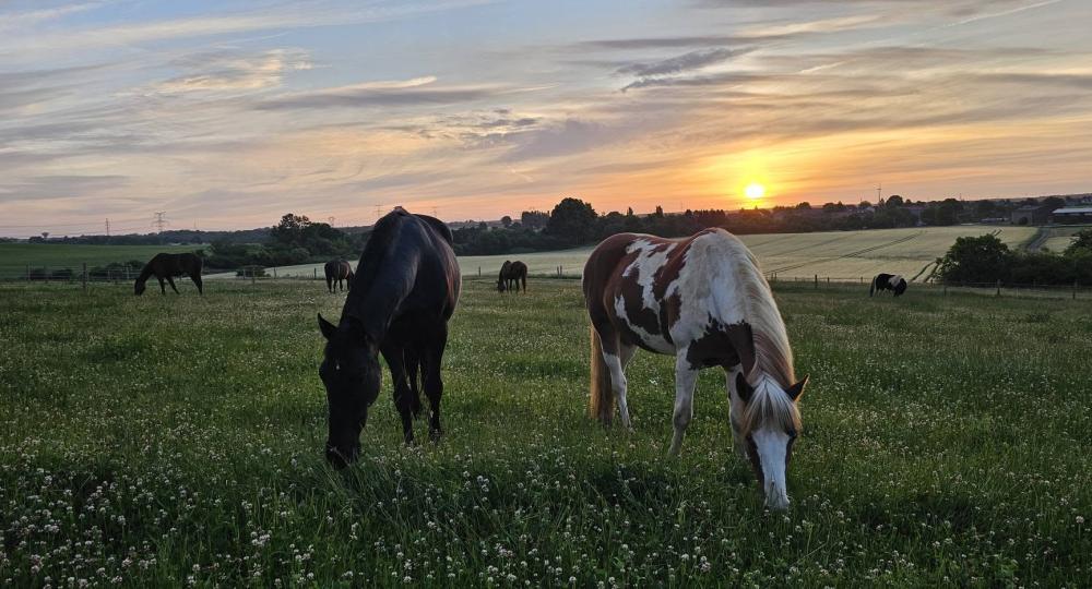 Les Crins du Pays Haut, dans la région Grand Est, se labellise EquuRES