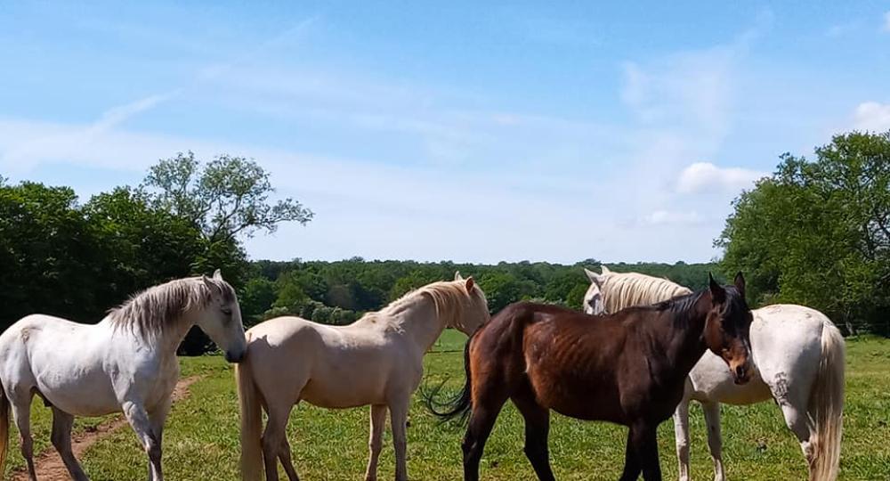 L'écurie Equilex, première structure belge labellisée!