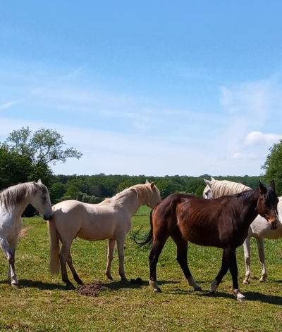 L'écurie Equilex, première structure belge labellisée!