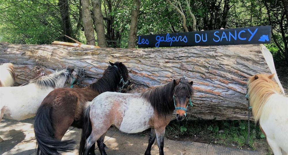 Les Galopins du Sancy, structure équestre de pleine nature, labellisée EquuRES