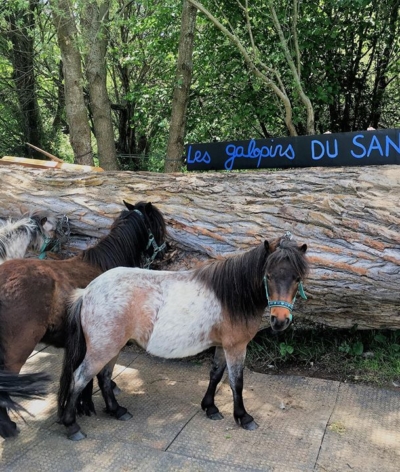 Les Galopins du Sancy, structure équestre de pleine nature, labellisée EquuRES