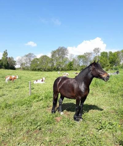 Les Galopins du Sancy renouvellent leur labellisation EquuRES !