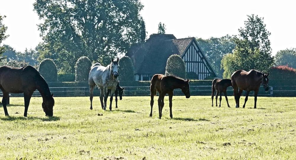 Le Haras du lieu Marmion, labellisé EquuRES