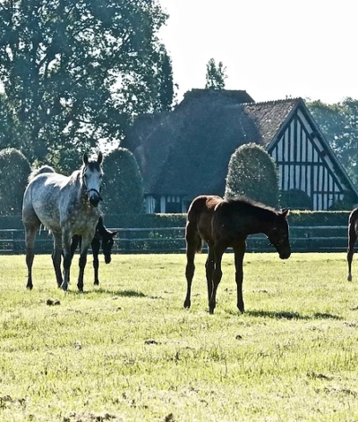 Le Haras du lieu Marmion, labellisé EquuRES