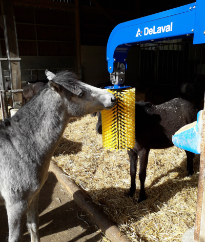 L’Unité Experimentale de Physiologie Animale de l’Orfrasiere (Uepao) du centre de Recherche INRAe Val de Loire à Nouzilly s'engage en faveur du bien-être et de l'environnement