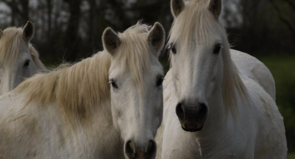 Les Ecuries d'Ambur, situées dans le Puy-de-Dôme, renouvellent leur engagement en faveur du bien-être et de l'environnement