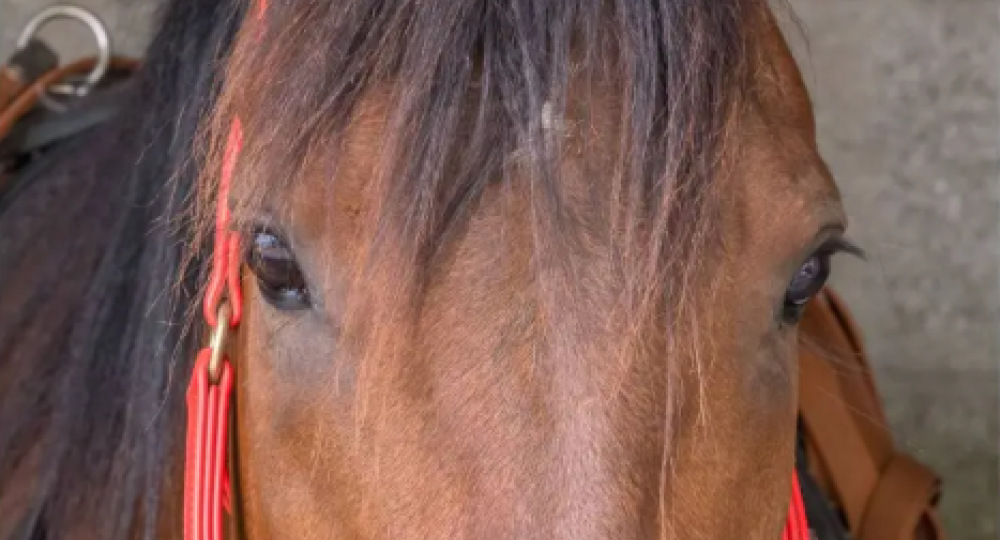 L'hippodrome de Châtillon- sur-Chalaronne, situé dans l'Ain, s'engage pour l'environnement et le bien-être animal