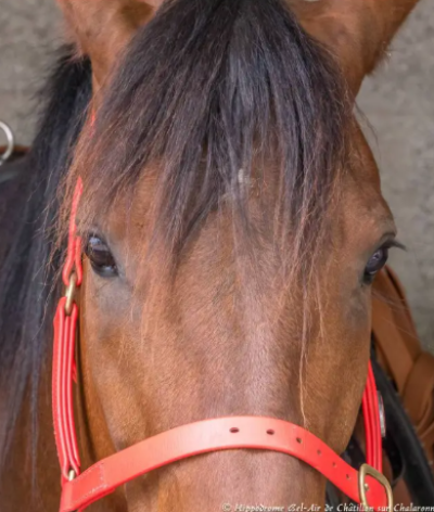 L'hippodrome de Châtillon- sur-Chalaronne, situé dans l'Ain, s'engage pour l'environnement et le bien-être animal
