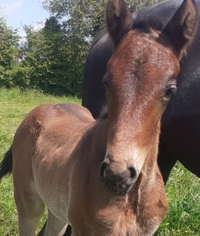 L'écurie JB Dagorn, dans le Calvados, labellisée EquuRES