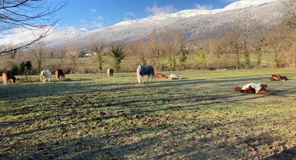 Le Poney Club d’Echenevex, dans le pays de Gex, labellisé EquuRES