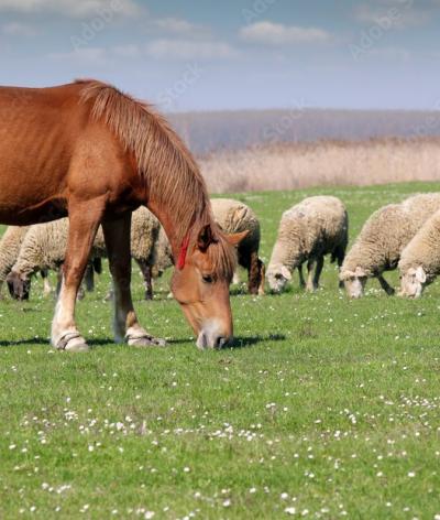 Mieux comprendre le co-pâturage ovins et équins