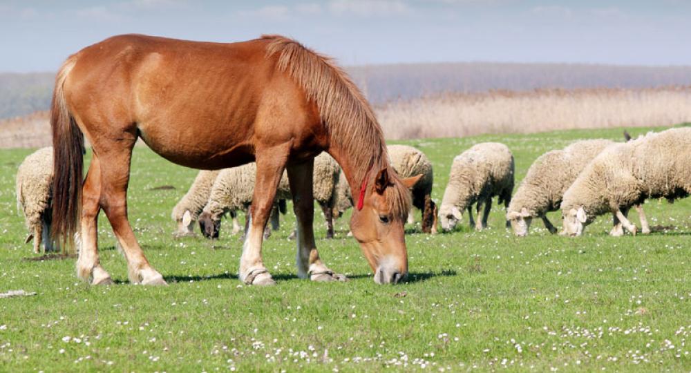 Mieux comprendre le co-pâturage ovins et équins