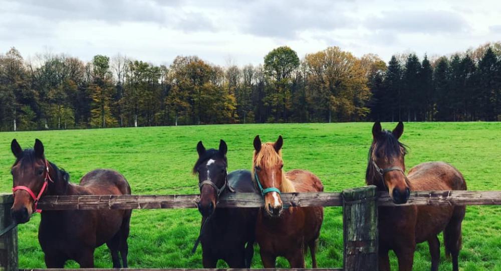 Le haras de la Grande Terre-Ecurie FAC, dans l'Orne, labellisée EquuRES