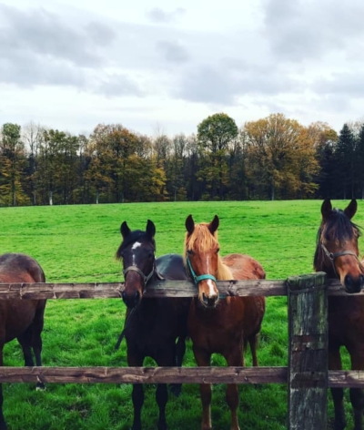 Le haras de la Grande Terre-Ecurie FAC, dans l'Orne, labellisée EquuRES