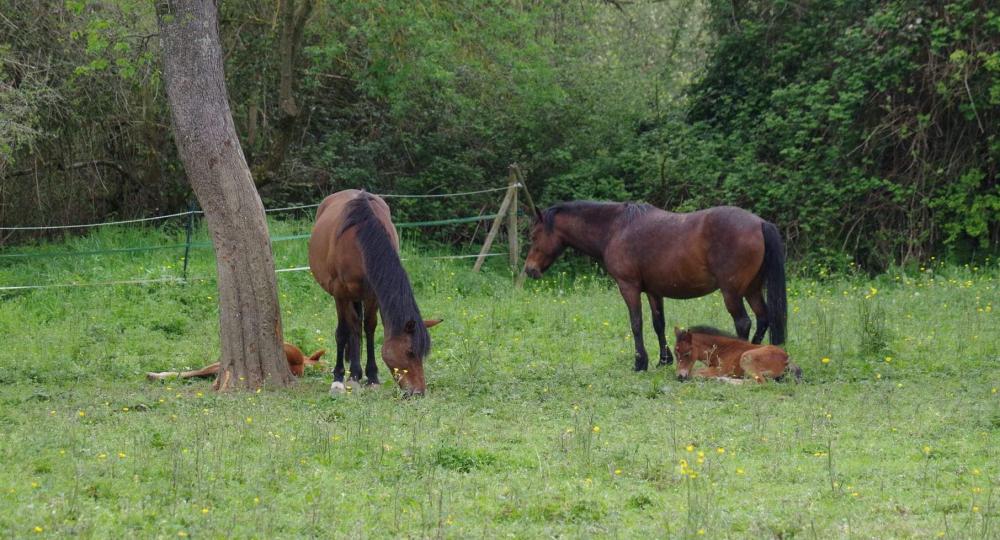 L'Ecurie des Crètes, en suisse normande, renouvelle sa labellisation EquuRES