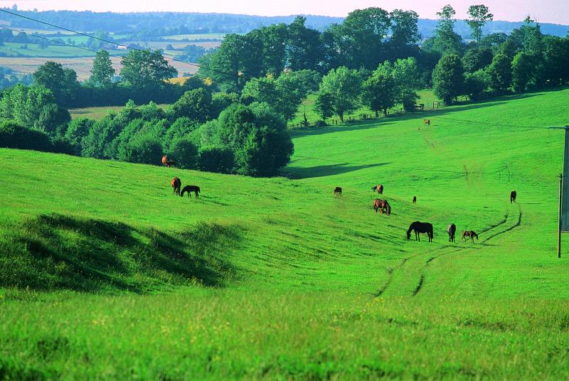 prairie troupeau chevaux