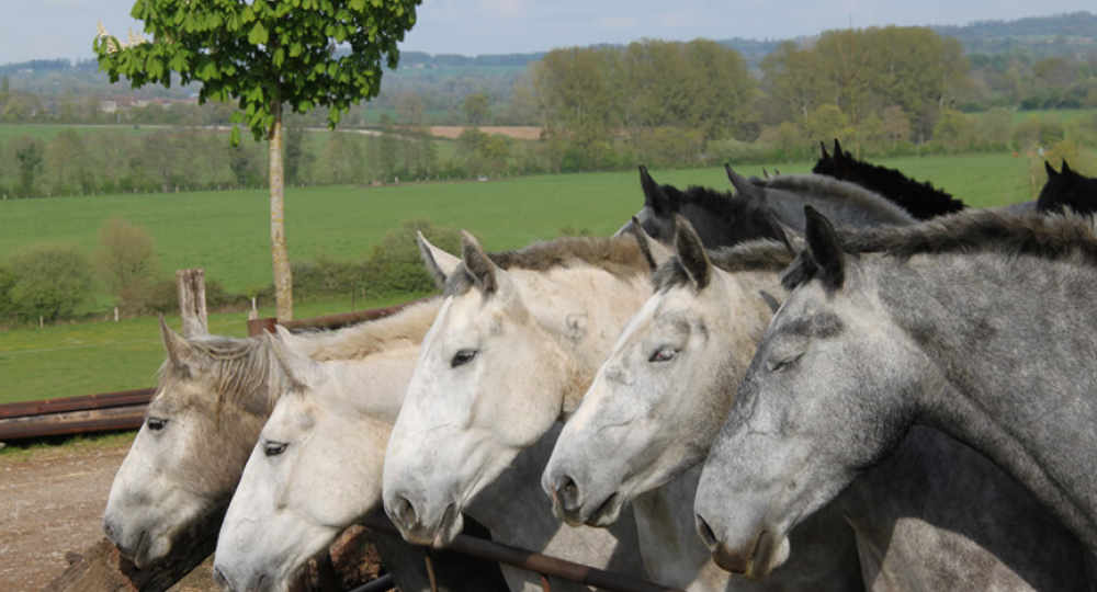 Chevalait, qui commercialise du lait de juments percheronnes, labellisée EquuRES