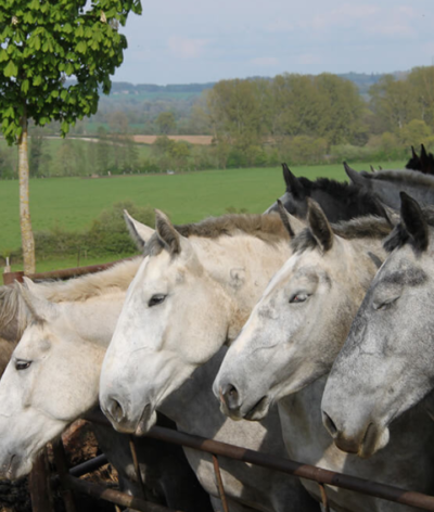 Chevalait, qui commercialise du lait de juments percheronnes, labellisée EquuRES