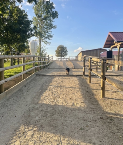 Le P'tit Haras, dans la Seine-Maritime, s'engage pour le bien-être animal et l'environnement !