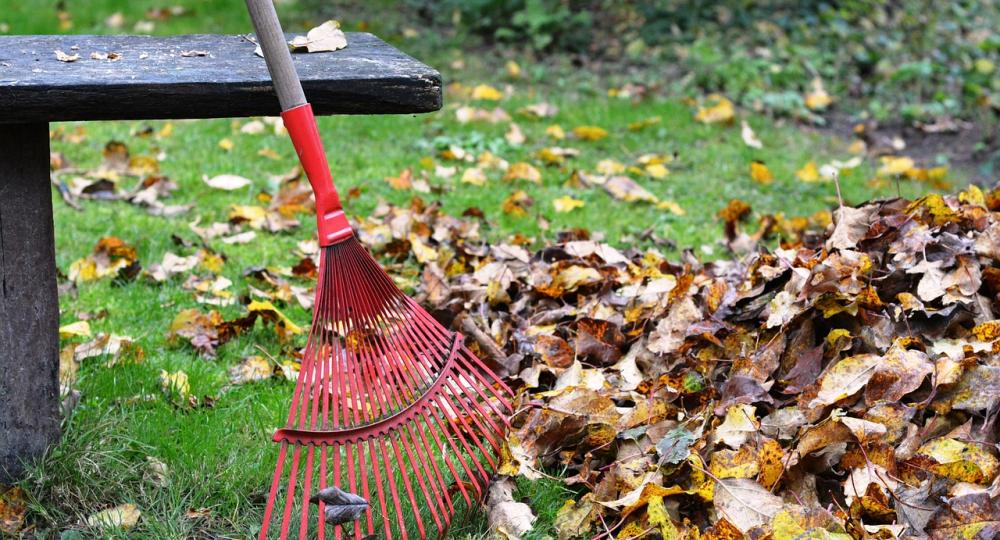 Faut-il ramasser les feuilles mortes ?