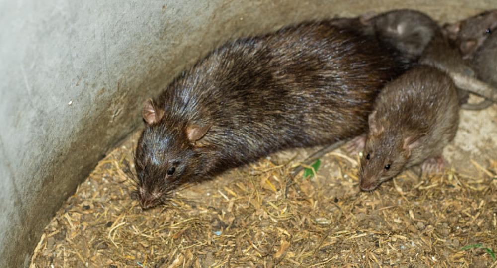 Comment gérer les rongeurs dans mes écuries ?