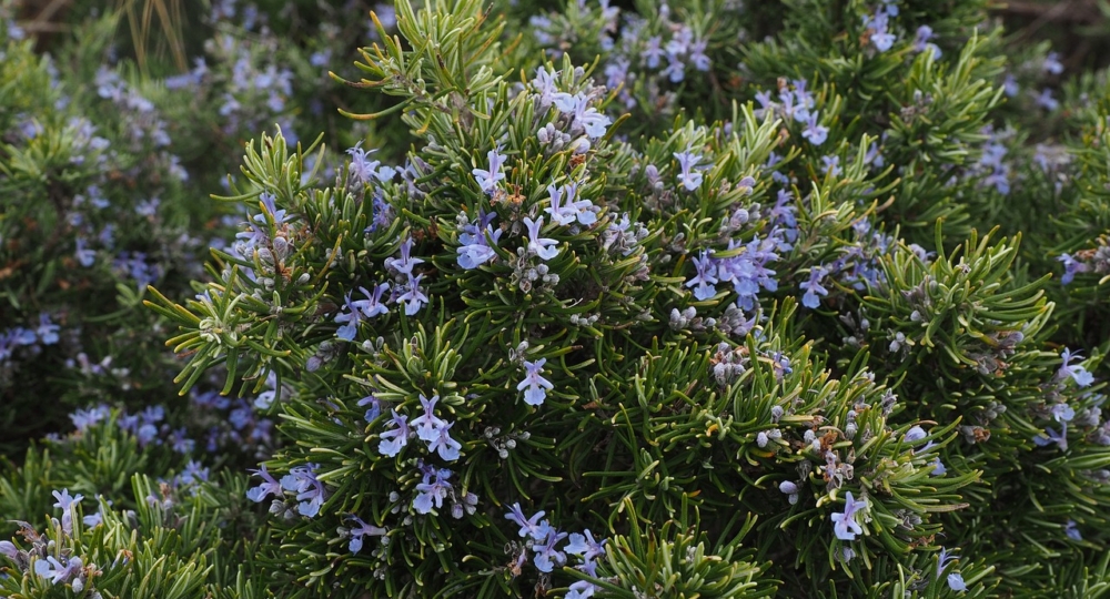 Quelles plantes d’ornement résistantes à la sécheresse puis-je mettre dans mon écurie ?