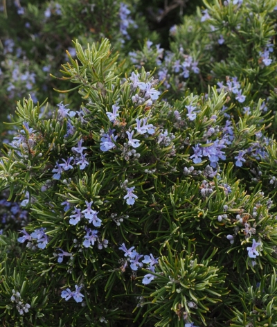 Quelles plantes d’ornement résistantes à la sécheresse puis-je mettre dans mon écurie ?