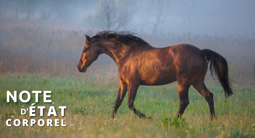 La note d’état corporel : un outil pour évaluer l’état de nos chevaux