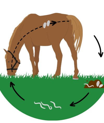 Mieux comprendre l’infestation des parasites digestifs