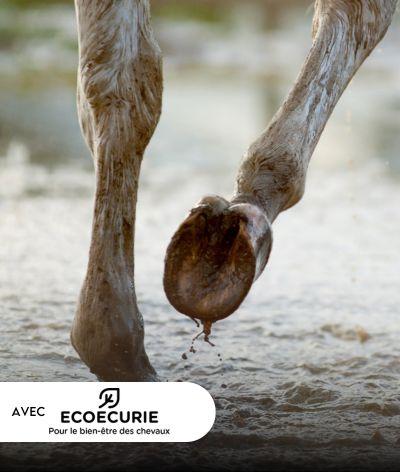 Webinaire : Sols boueux ? Les solutions pour un hiver serein avec vos chevaux