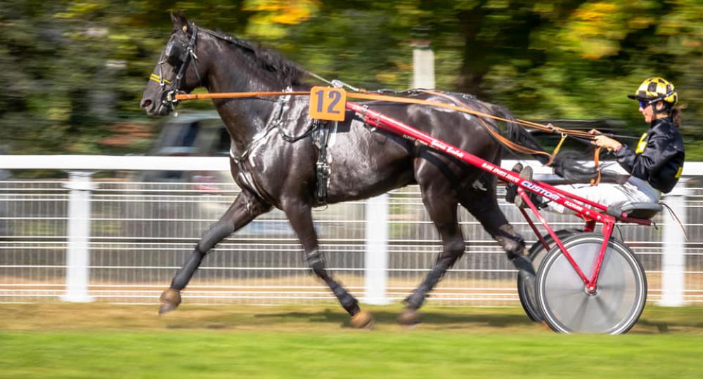 L'hippodrome de Savenay, en Loire-Atlantique, s'engage pour le bien-être animal et l'environnement avec EquuRES