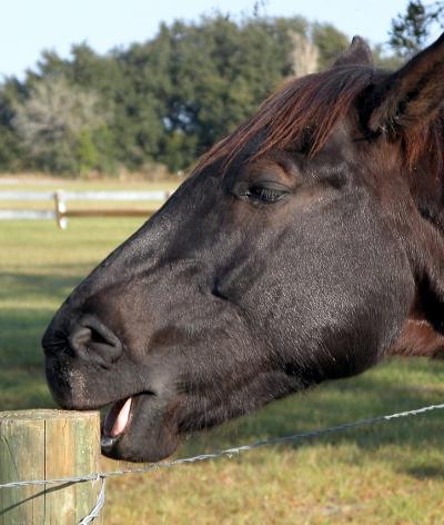 Comment reconnaître les signaux de mal-être chez votre cheval ?