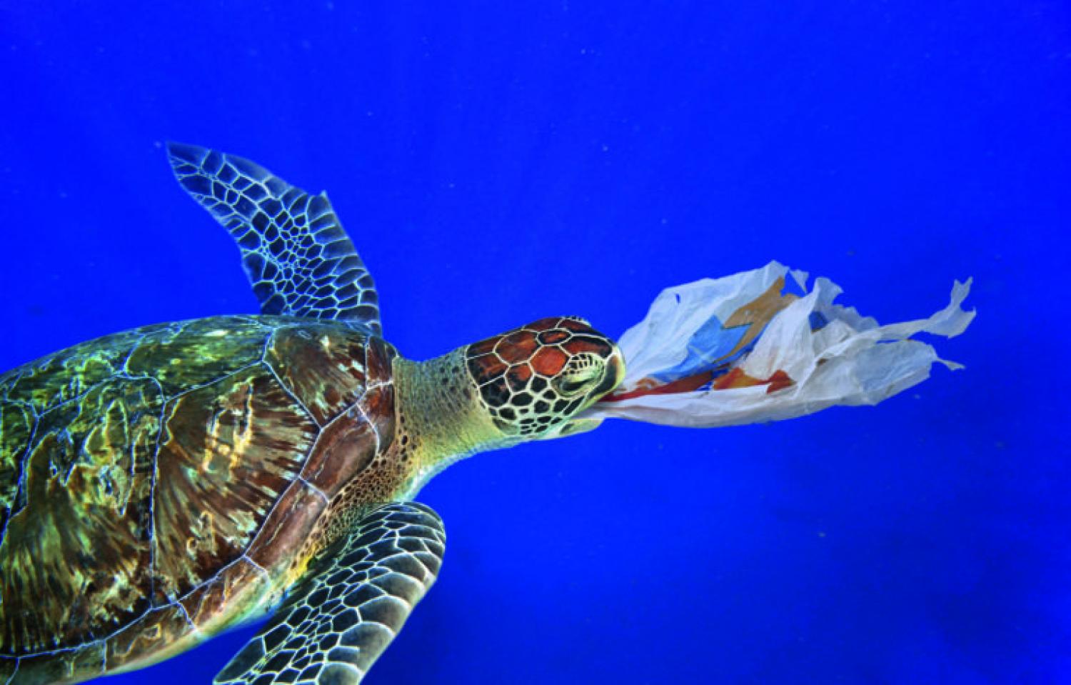 Photo montrant une tortue attrapant un sac en plastique avec son bec