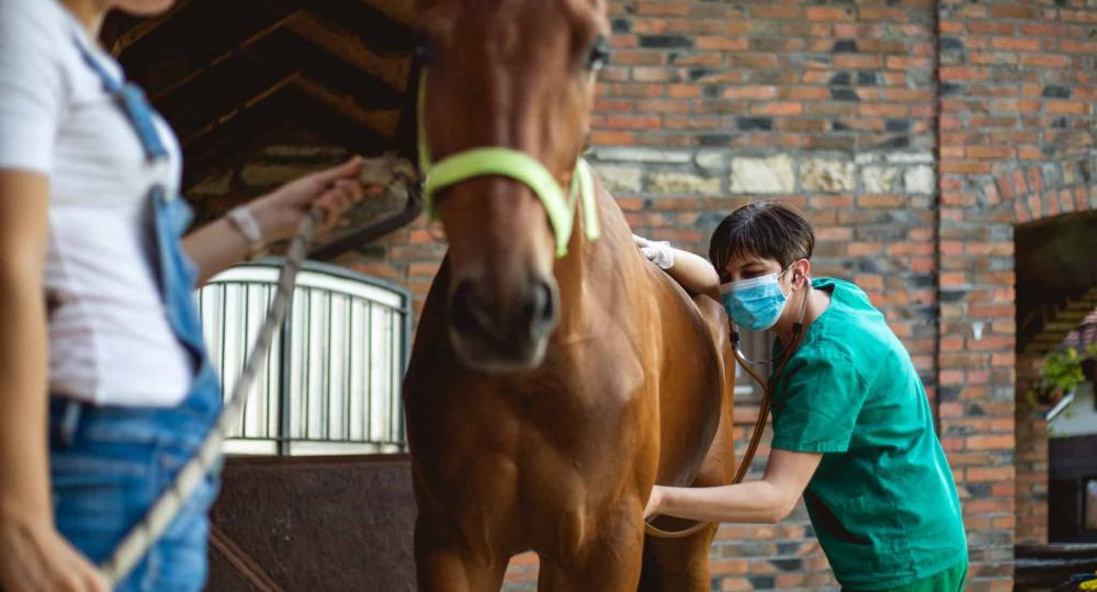 Contrôler l’état de santé de votre cheval