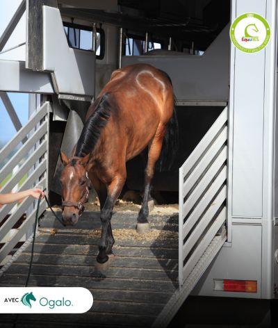 Webinaire : Faire transporter son cheval par un transport équin professionnel