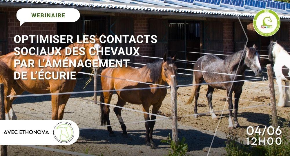 Webinaire - Optimiser les contacts sociaux des chevaux par l’aménagement de l’écurie