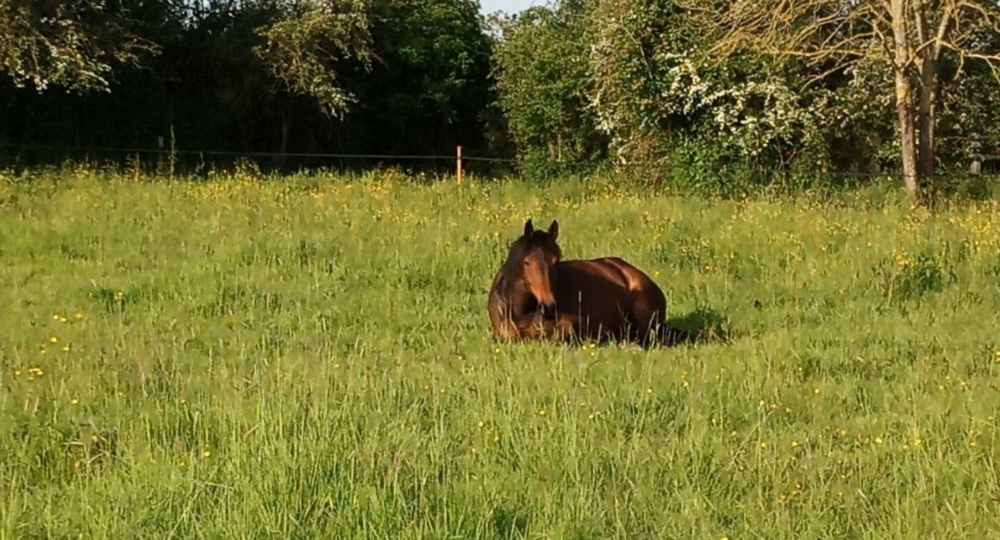 L'Ecurie de Totes, dans le Calvados, s'engage pour le bien-être et pour l'environnement