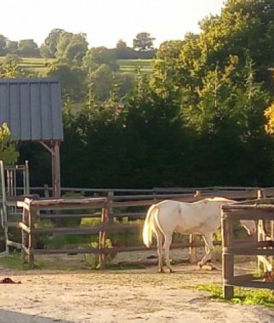 Willo Horse, une écurie active dans la Manche, labellisée EquuRES